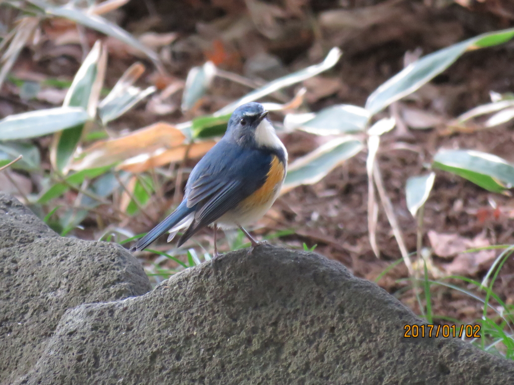 f:id:ywren:20170102171147j:plain f:id:ywren:20170102171147j:plain