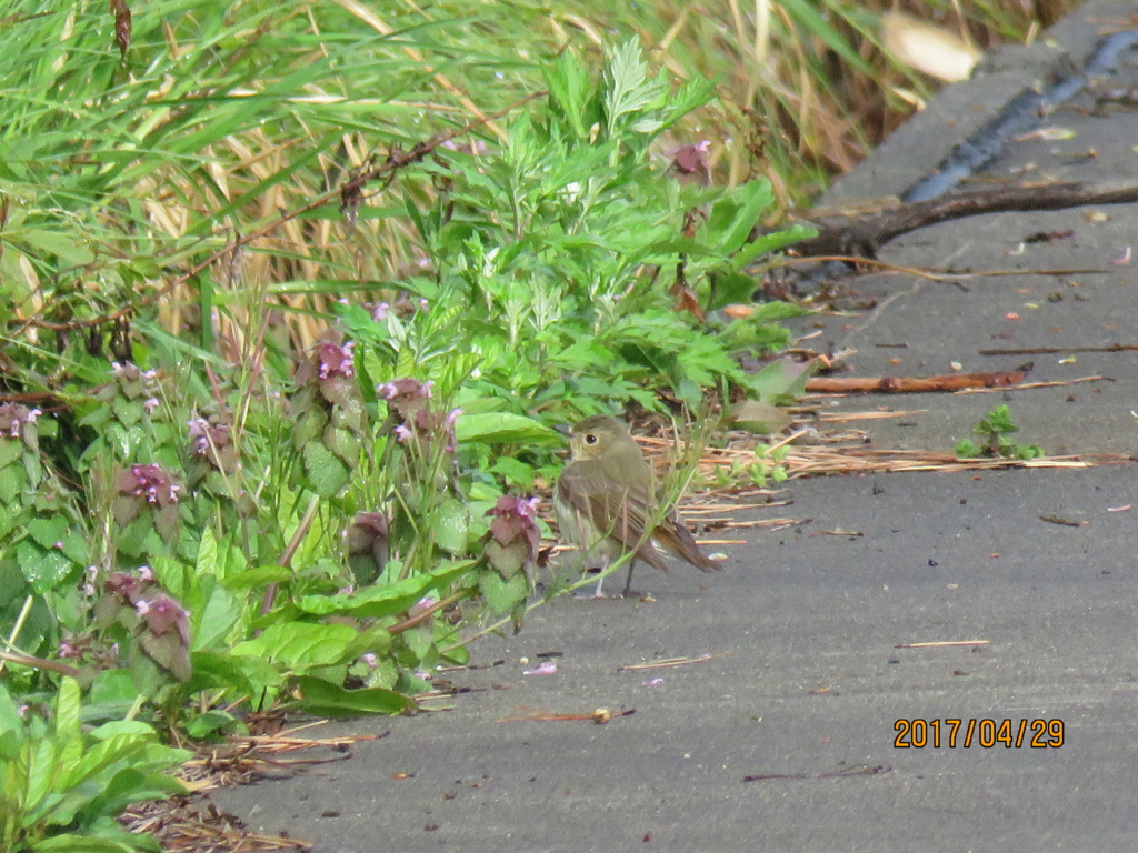 f:id:ywren:20170501183031j:plain f:id:ywren:20170501183031j:plain