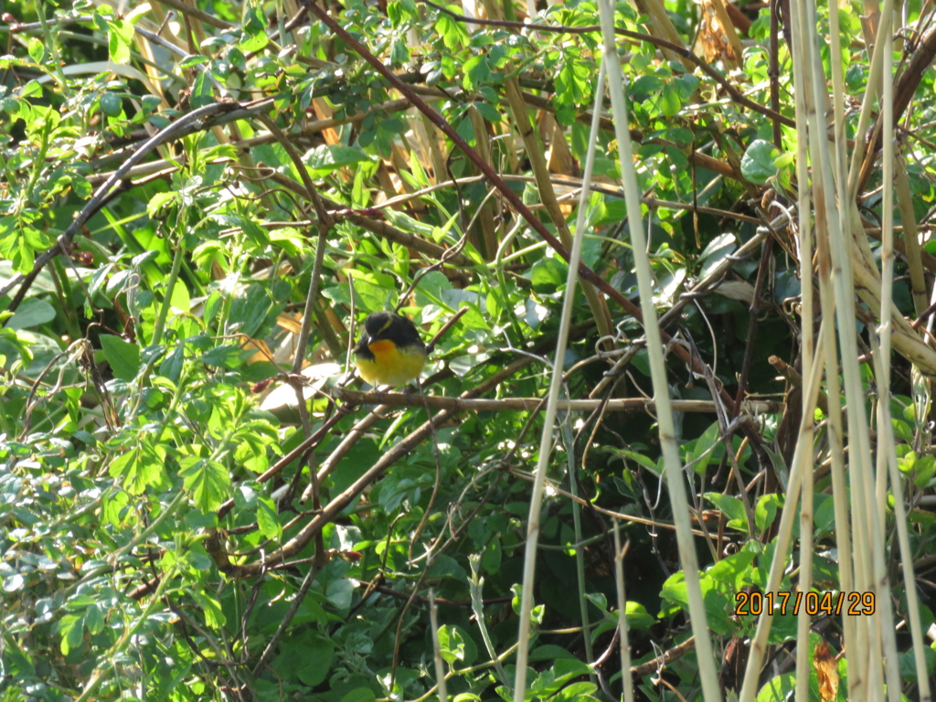 f:id:ywren:20170501184111j:plain f:id:ywren:20170501184111j:plain