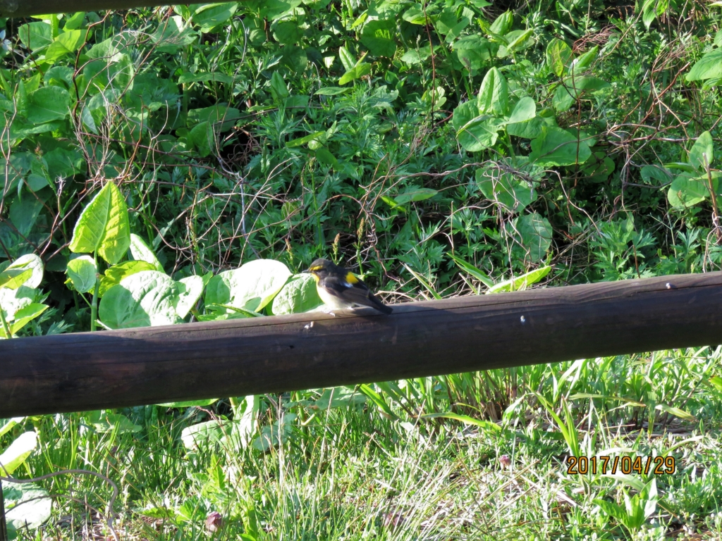 f:id:ywren:20170501184210j:plain f:id:ywren:20170501184210j:plain