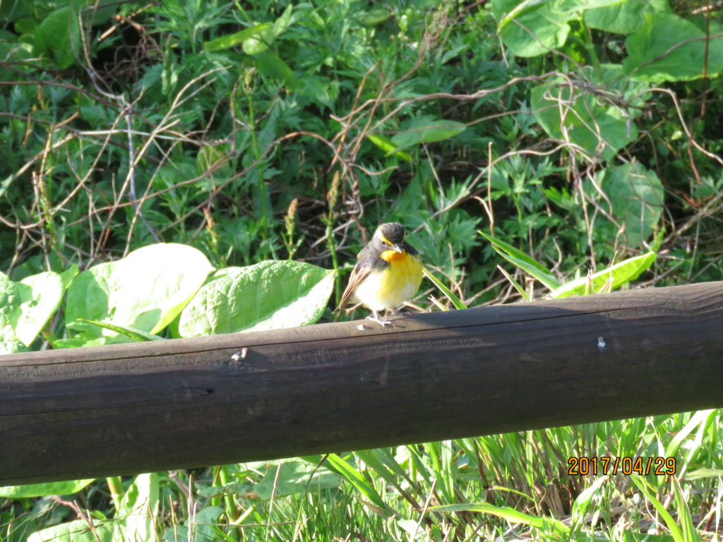 f:id:ywren:20170501184305j:plain f:id:ywren:20170501184305j:plain