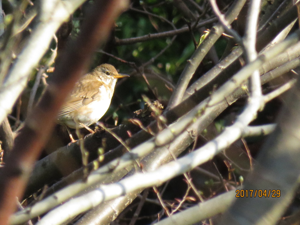 f:id:ywren:20170501184533j:plain f:id:ywren:20170501184533j:plain
