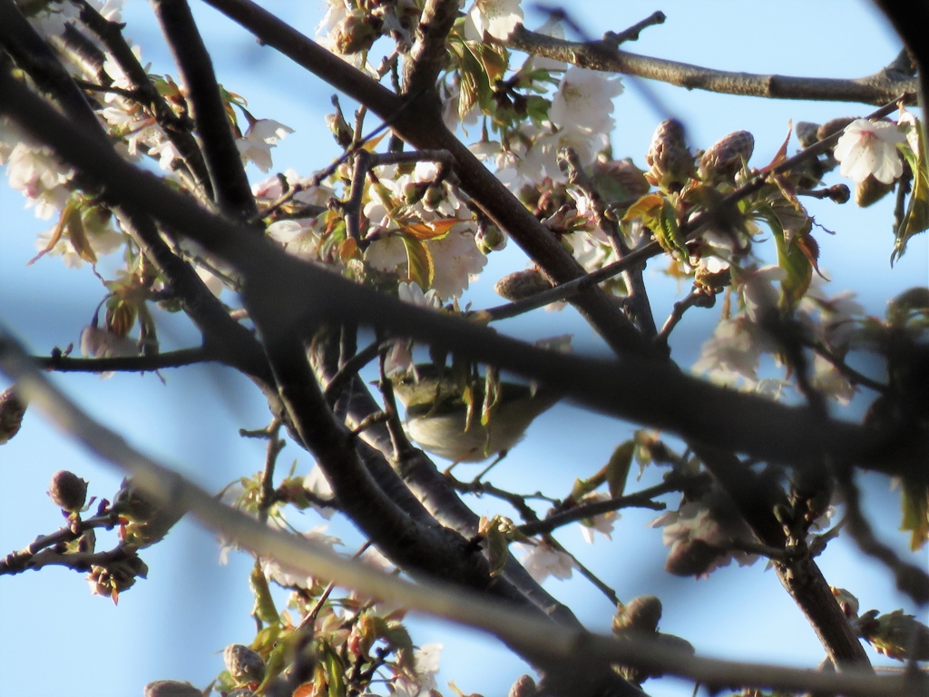 f:id:ywren:20170501190949j:plain f:id:ywren:20170501190949j:plain