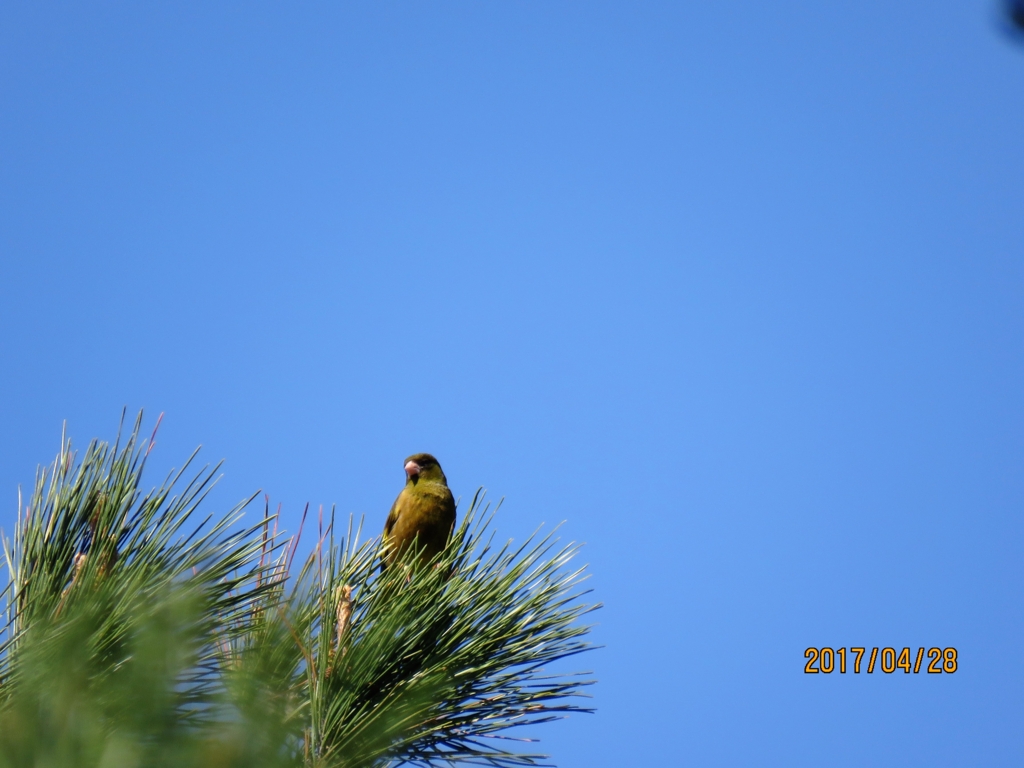 f:id:ywren:20170501191132j:plain f:id:ywren:20170501191132j:plain