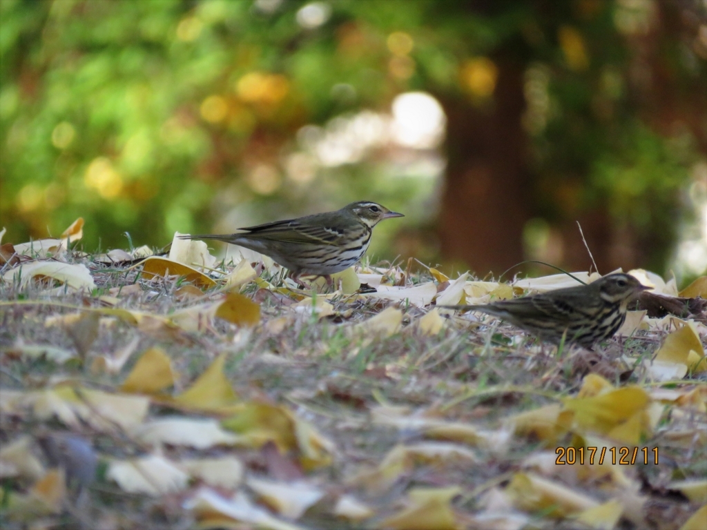 f:id:ywren:20171211183603j:plain f:id:ywren:20171211183603j:plain