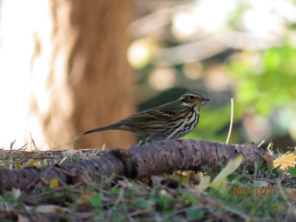 f:id:ywren:20171211183727j:plain f:id:ywren:20171211183727j:plain