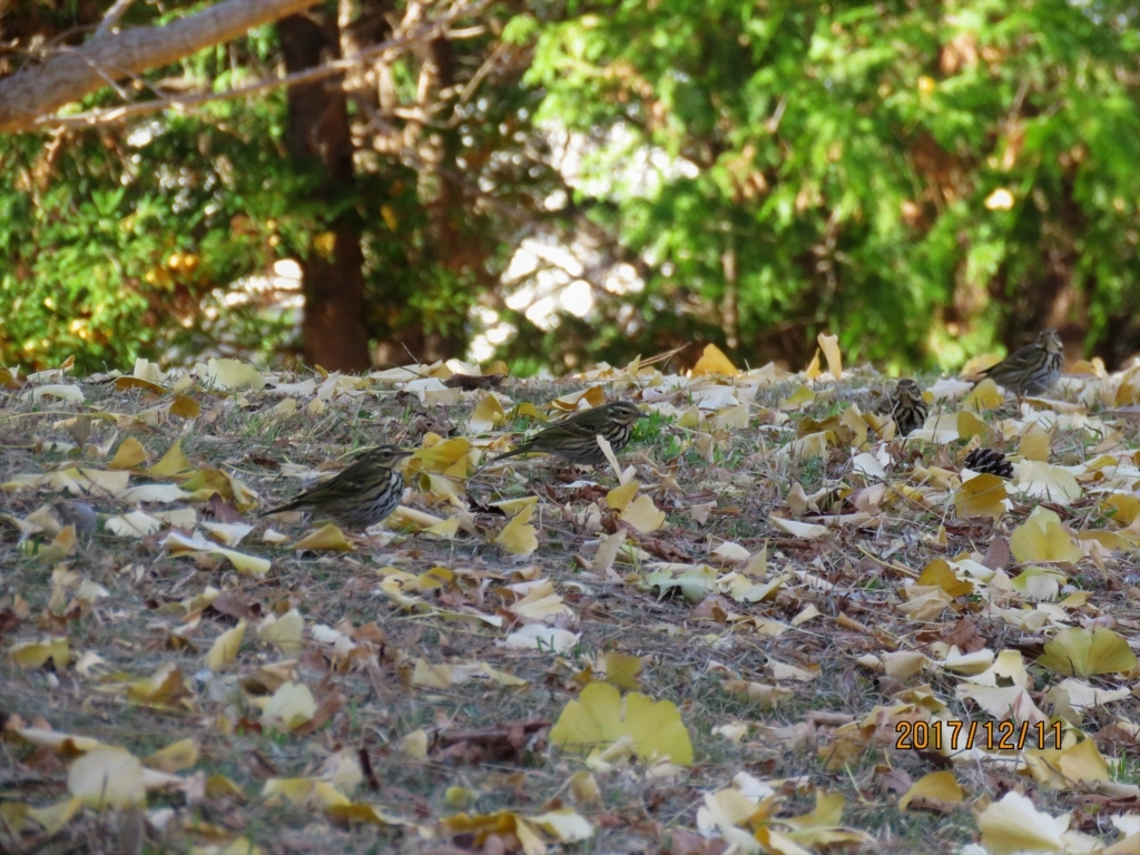 f:id:ywren:20171211183843j:plain f:id:ywren:20171211183843j:plain