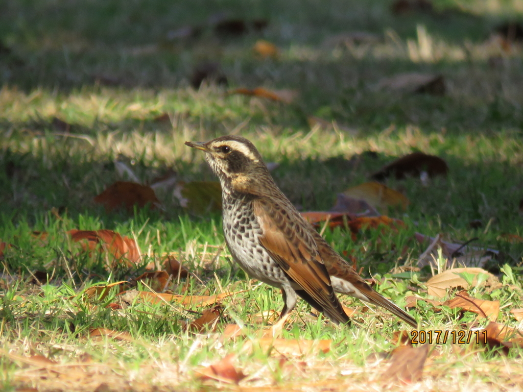 f:id:ywren:20171211184001j:plain f:id:ywren:20171211184001j:plain