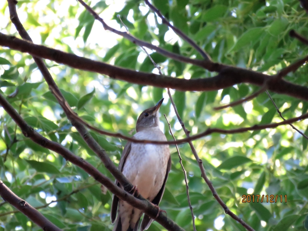 f:id:ywren:20171211184317j:plain f:id:ywren:20171211184317j:plain