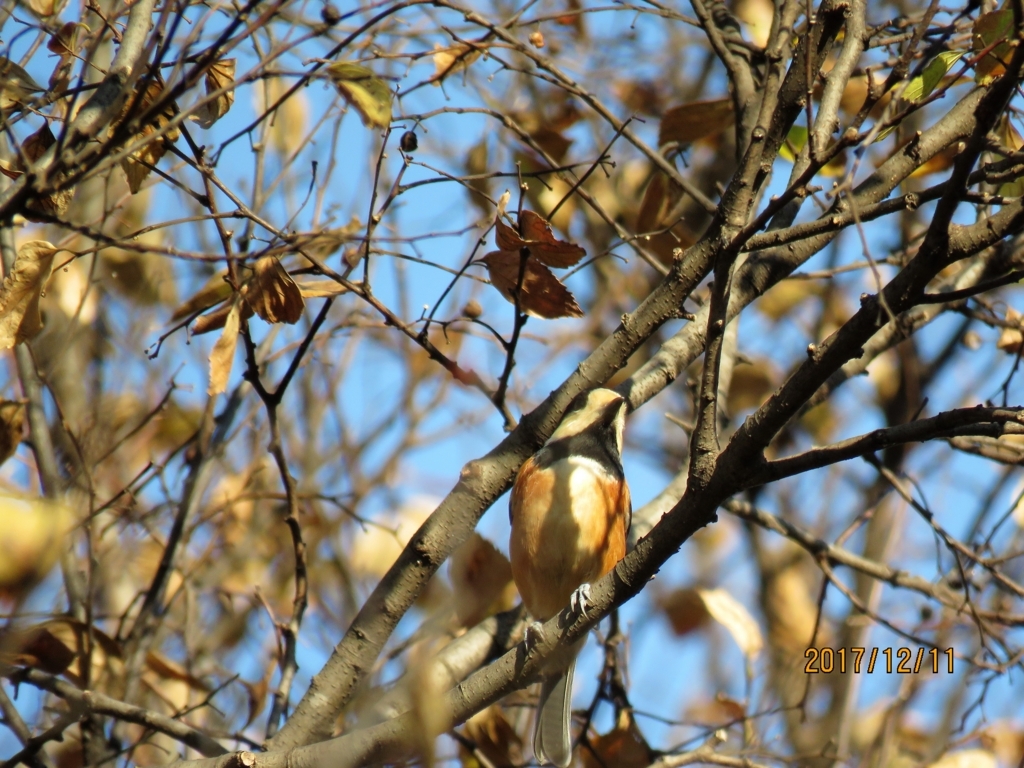 f:id:ywren:20171211184523j:plain f:id:ywren:20171211184523j:plain