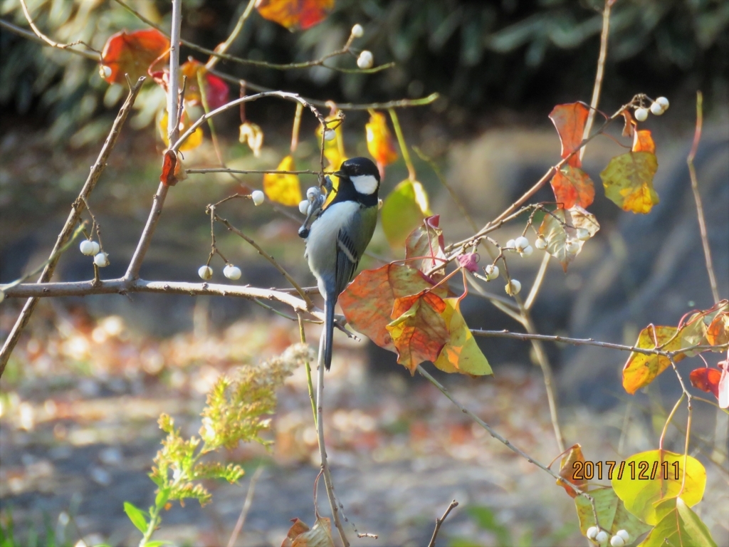 f:id:ywren:20171211184724j:plain f:id:ywren:20171211184724j:plain