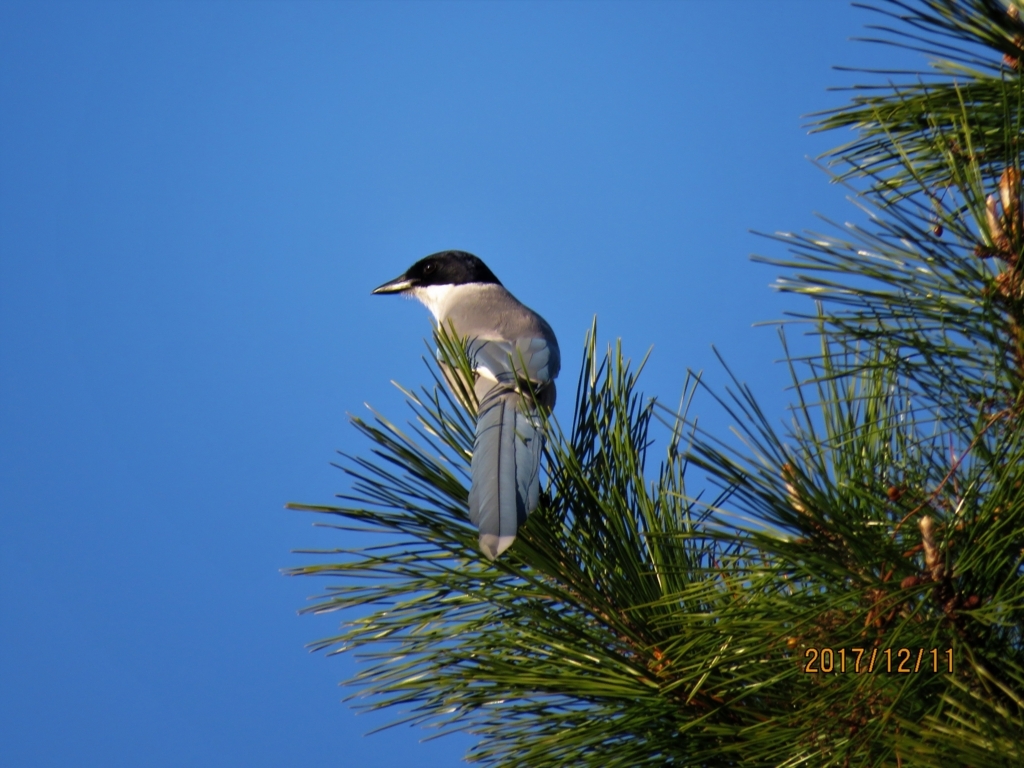 f:id:ywren:20171211185230j:plain f:id:ywren:20171211185230j:plain
