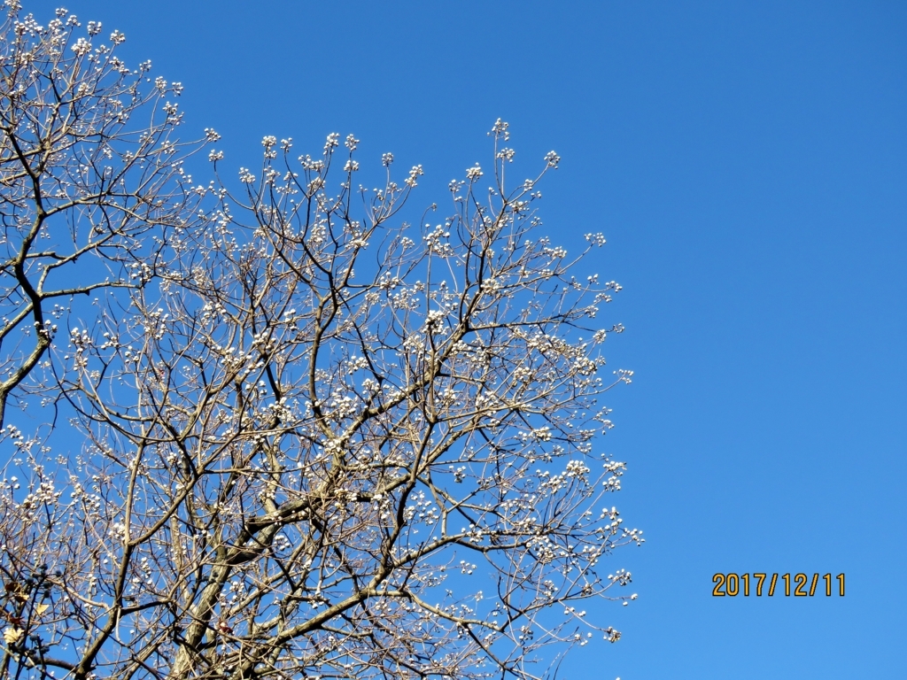 f:id:ywren:20171211185458j:plain f:id:ywren:20171211185458j:plain