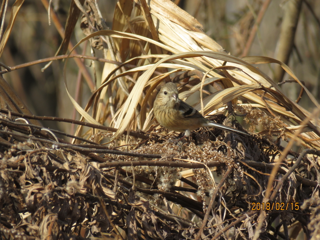 f:id:ywren:20180215181302j:plain f:id:ywren:20180215181302j:plain