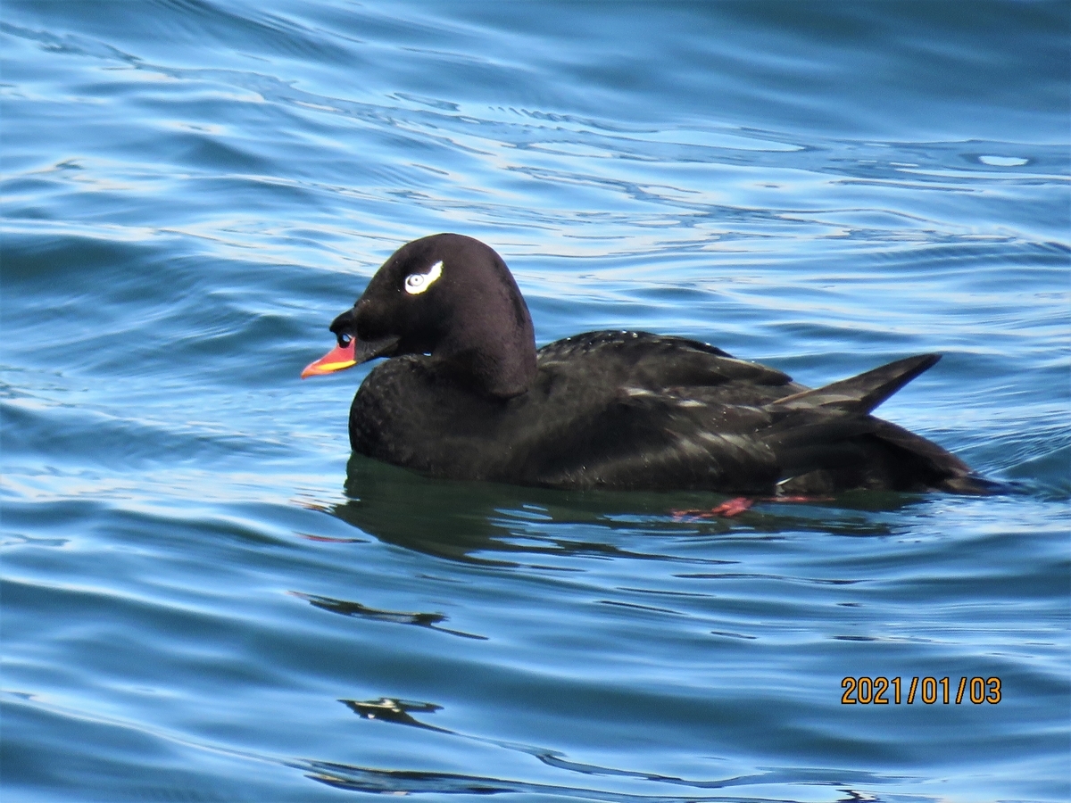 コオリガモ ミソサザイの都会生活 鳥見録 コオリガモ ミソサザイの都会生活 鳥見録