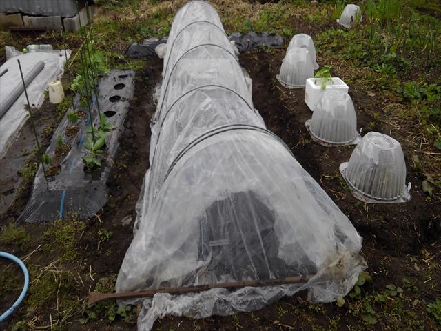 育苗用ビニールトンネル完成