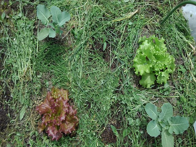 最強の雑草 スギナ について少し掘り下げて考えてみた 家庭菜園におけるスギナの利活用 よっしーの少量多品種で楽しむ家庭菜園