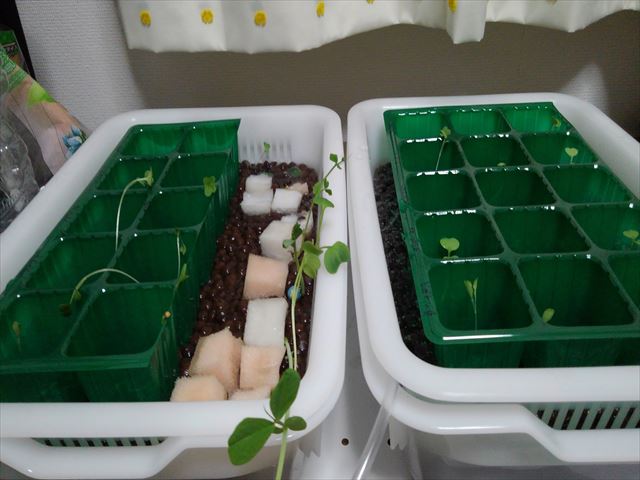 家庭菜園で 水槽栽培 かっこいい水耕栽培がやってみたかったが お蔵入りか よっしーの少量多品種で楽しむ家庭菜園