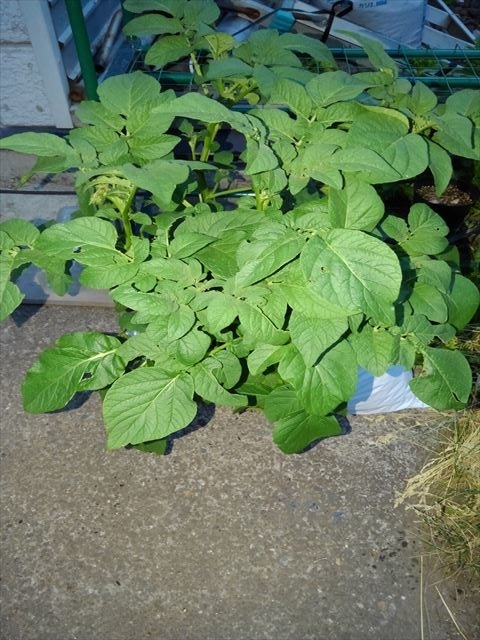 ジャガ芽挿し栽培を褒められました そして 色んな方法で植えたジャガイモ達の今は よっしーの少量多品種で楽しむ家庭菜園