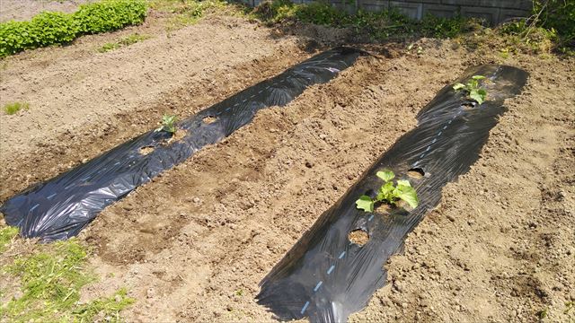 家庭菜園 畑 の植え付けも進んできました ただ 雨が少なすぎて心配 さつまいもの苗は今年はネット注文 よっしーの少量多品種で楽しむ家庭菜園