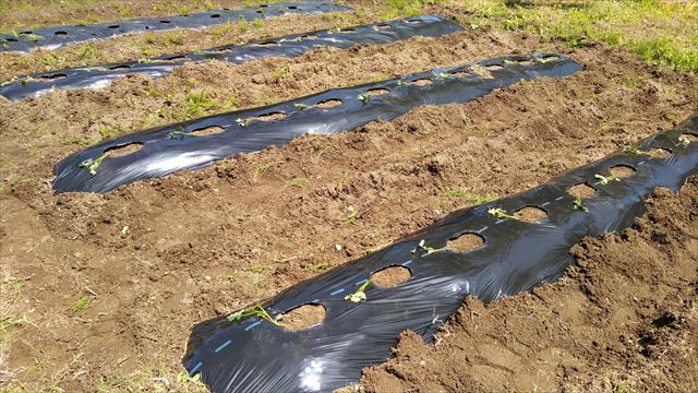さつまいもの植え付け第一弾！今年はマルチ栽培にしてみました 