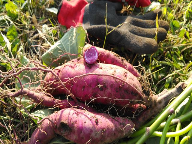 安納芋とパープルスイートの試し掘り～約100日目のさつまいも