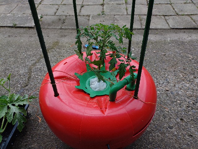 ホームハイポニカ　水耕栽培　家庭菜園 ホームハイポニカのミニトマト水耕栽培の成長がすごい！ - よっしーの