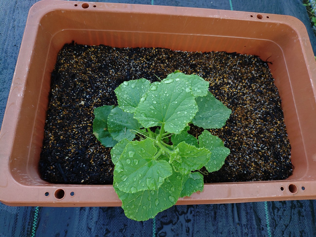 同時期に植え付けしたメロンの生育状況の写真