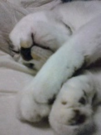 f:id:yyskk:20081104233629j:image