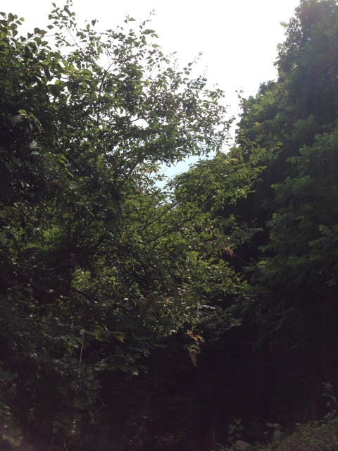 f:id:yyyeee:20150721205849j:plain f:id:yyyeee:20150721205849j:plain