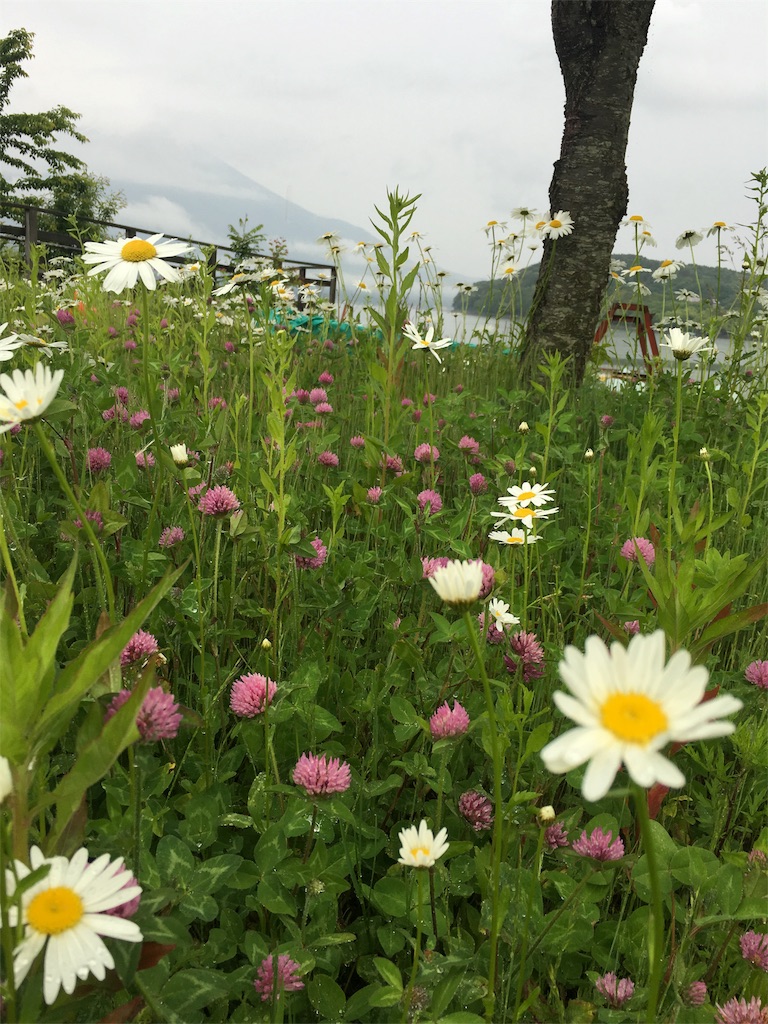 f:id:yyyeee:20160607075236j:image f:id:yyyeee:20160607075236j:image