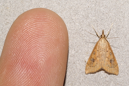 f:id:yyzz2:20051110054137j:image f:id:yyzz2:20051110054137j:image