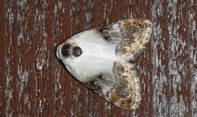 f:id:yyzz2:20080622182342j:image