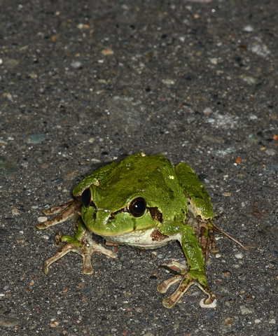 f:id:yyzz2:20080622182446j:image