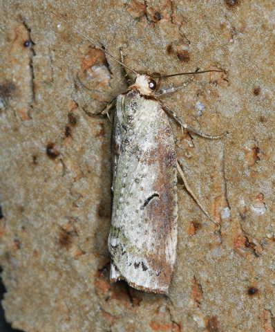 f:id:yyzz2:20080622183355j:image