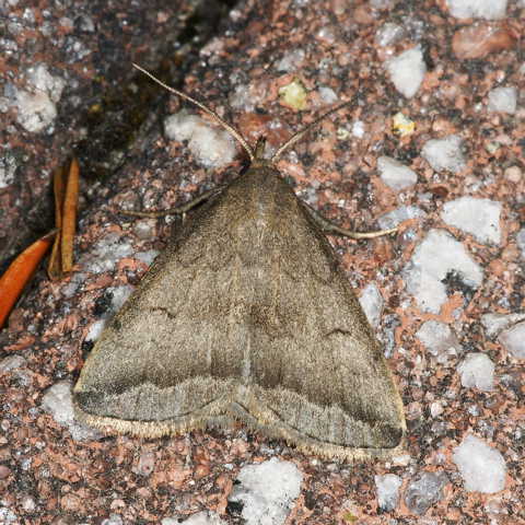 f:id:yyzz2:20080622183532j:image