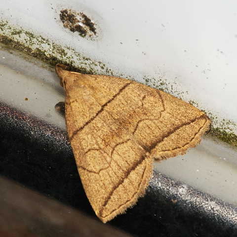 f:id:yyzz2:20080622183613j:image