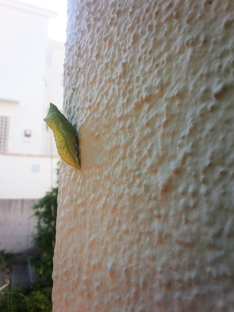 f:id:yyzz2:20150816061342j:image f:id:yyzz2:20150816061342j:image