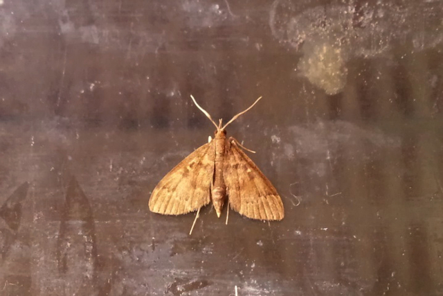 f:id:yyzz2:20150816064929j:image f:id:yyzz2:20150816064929j:image