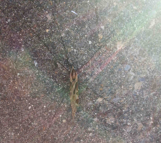 f:id:yyzz2:20150816064930j:image f:id:yyzz2:20150816064930j:image