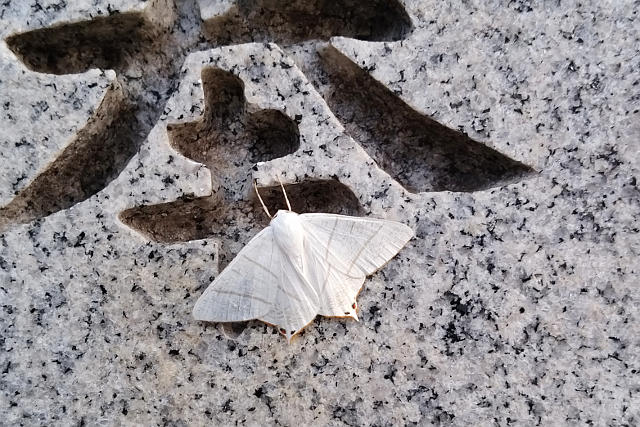 f:id:yyzz2:20160718084902j:image f:id:yyzz2:20160718084902j:image