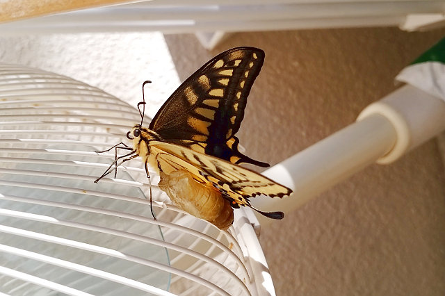 f:id:yyzz2:20160718084903j:image f:id:yyzz2:20160718084903j:image