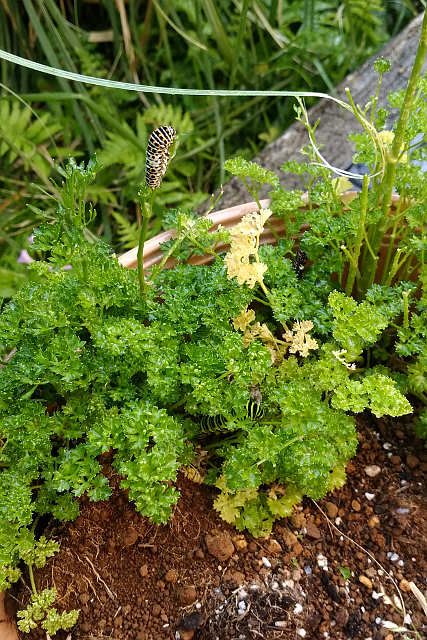 f:id:yyzz2:20160718084904j:image f:id:yyzz2:20160718084904j:image