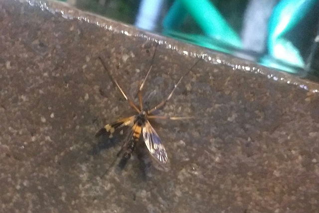 f:id:yyzz2:20160718084905j:image f:id:yyzz2:20160718084905j:image