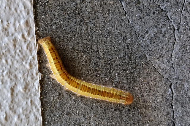 f:id:yyzz2:20160718084906j:image f:id:yyzz2:20160718084906j:image