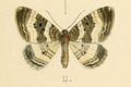 Epirrhoe supergressa