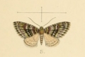 Esakiopteryx volitans