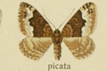 Eupithecia biangulata