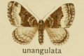 Eupithecia unangulata