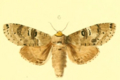 Ellida branickii